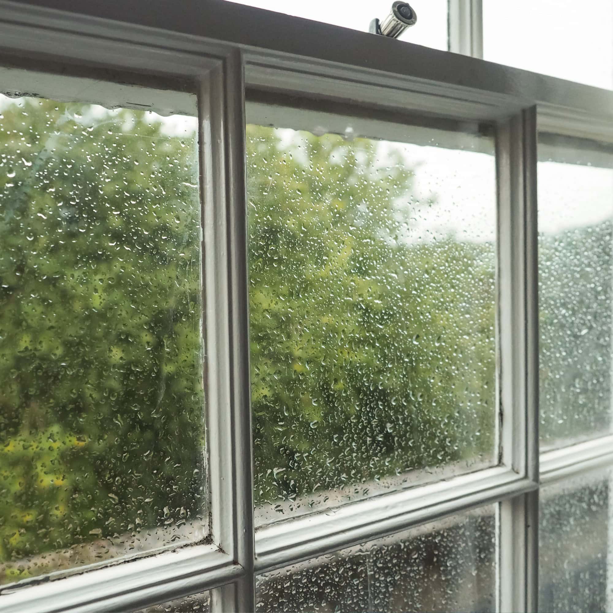 Raindrops covering a window pane in FL, with blurred green trees outside. The sky is overcast, and the white window frame stands out—perfect inspiration for those seeking glass repair Pinellas County services.